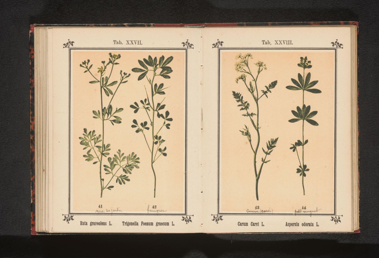 Wijnruit em fenegriek Ruta graveolens L. Trigonella Foenum graecum L. (título no objeto) de Anonymous