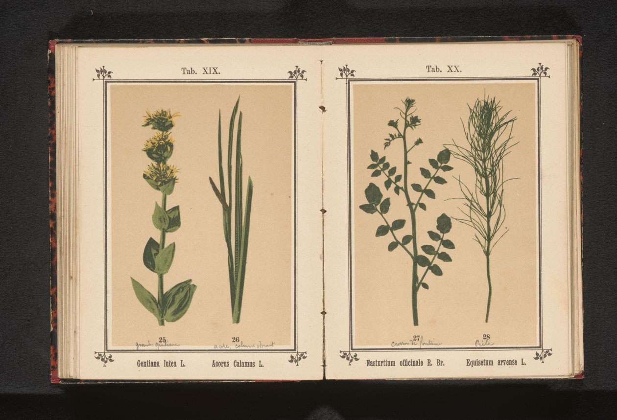 Agriões de água e rabo de cavalo
Nasturtium officinale R. Br. Equisetum arvense L. (título sobre o objecto) de Anonymous