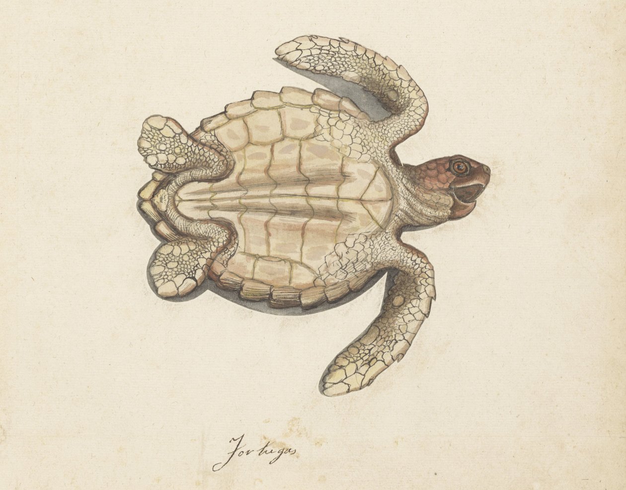 Tartaruga marinha Tortugas (título no objeto) Álbum Lombard (título da série) de Anonymous