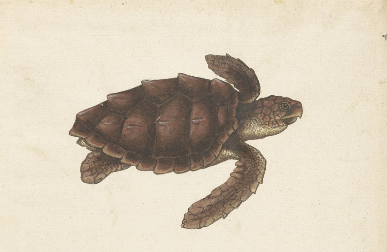 Zeeschildpad Tortugas - Eretmochelys imbricata / Tartaruga-de-pente / karetschildpad (título no objeto) Álbum Lombard (título da série) de Anonymous