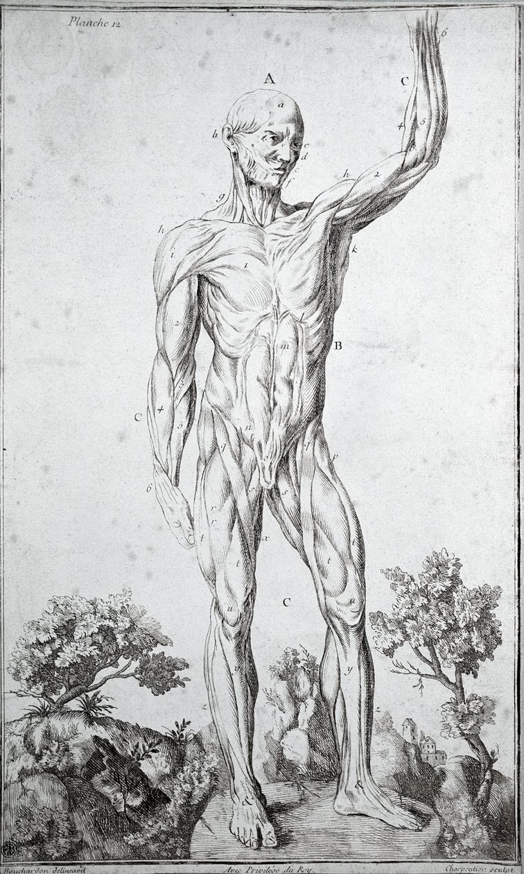 Estudo anatómico do sistema muscular humano (gravura de Anonymous Anonymous