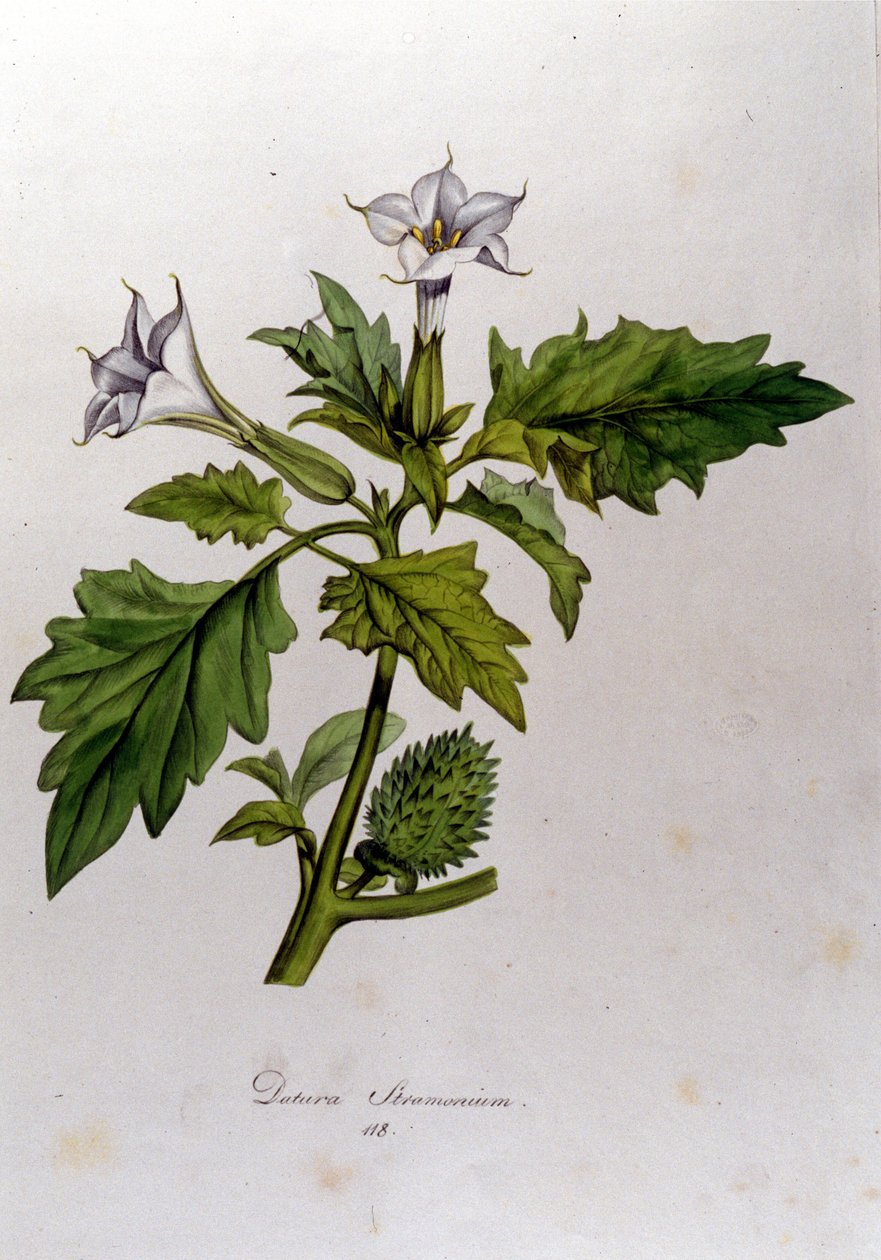 Tábua botânica: Datura Stramonium (Datura stramoine ou stramoine officinale). Gravura em "Flora Monacensis" de Franz von Paula Schrank (1747-1835), naturalista alemão, Mônaco 1816. de Anonymous Anonymous