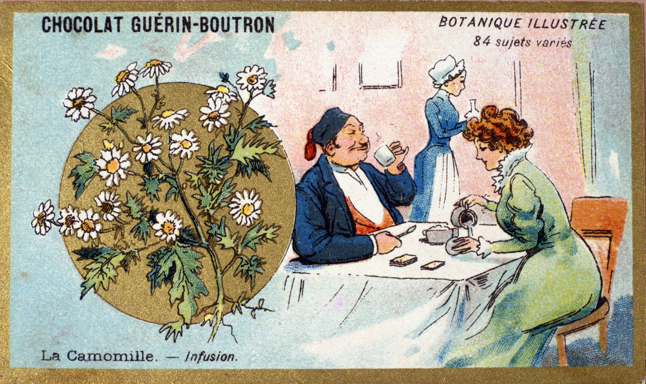 Camomila: infusão. Gravura (cromo). Cromolitografia publicitária para chocolates Guerin-Boutron, finais do século XIX. Série Botânica Illustree. de Anonymous Anonymous