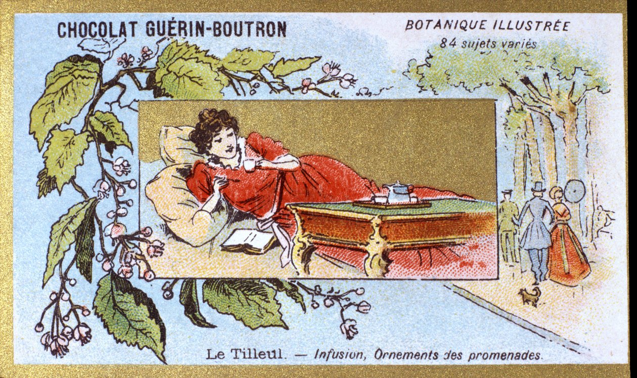 Linden: infusão, ornamentos de caminhadas. Gravura (cromo). Cromolitografia publicitária para chocolates Guerin-Boutron, finais do século XIX. Ilustração da série Botanical. de Anonymous Anonymous