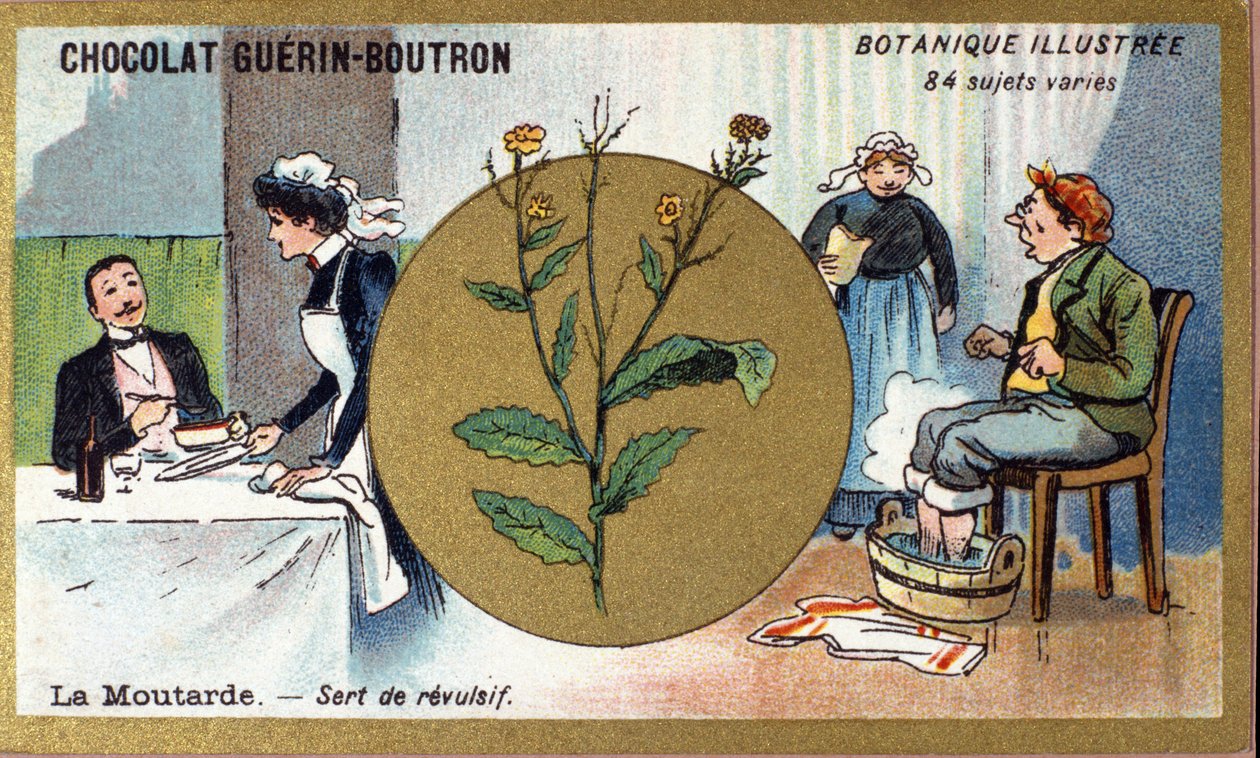 A mostarda serve como um revulsivo. Gravura (cromo). Cromolitografia publicitária para chocolates Guerin-Boutron, finais do século XIX. Série Botânica Illustree. de Anonymous Anonymous