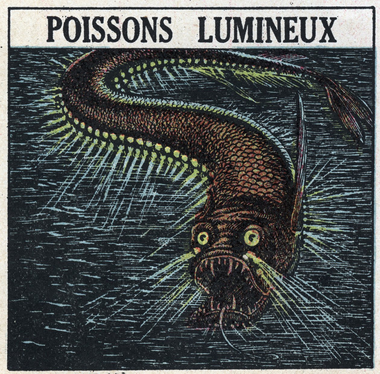 Fosforescência: peixes luminosos. Ilustração anónima de 1925. Coleção privada. de Anonymous Anonymous