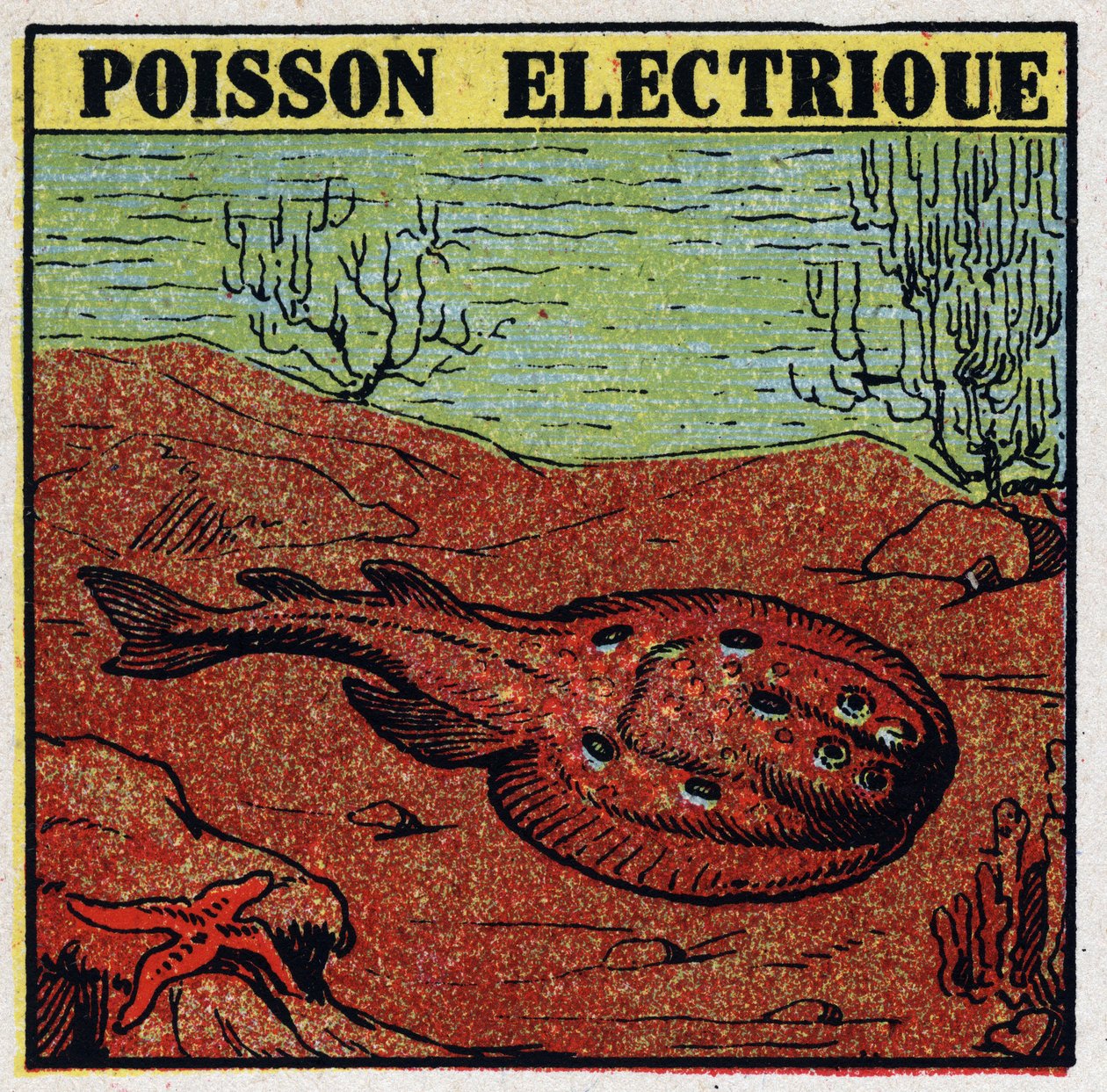 Efeitos fisiológicos da electricite: peixes eléctricos. Ilustração anónima a partir de 1925. Coleção privada. de Anonymous Anonymous