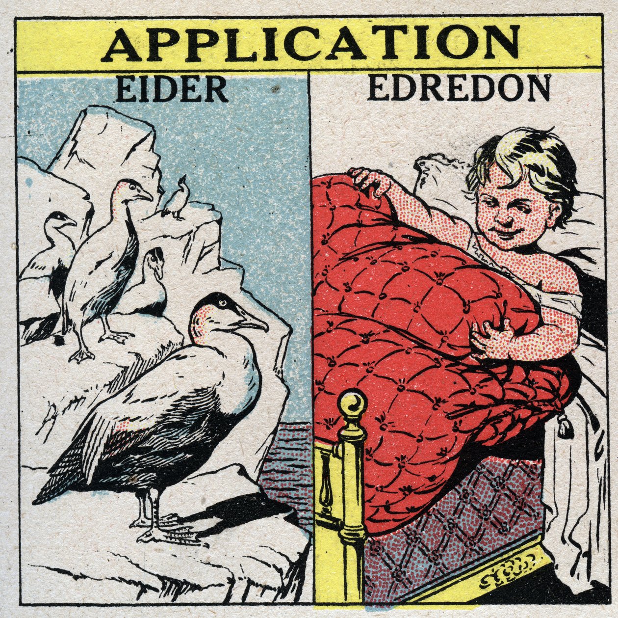 Radiação e condutibilidade: As penas de eider são usadas para fazer eiderdowns porque retêm uma grande quantidade de ar e impedem a convecção. Ilustração anónima a partir de 1925. Coleção privada. de Anonymous Anonymous