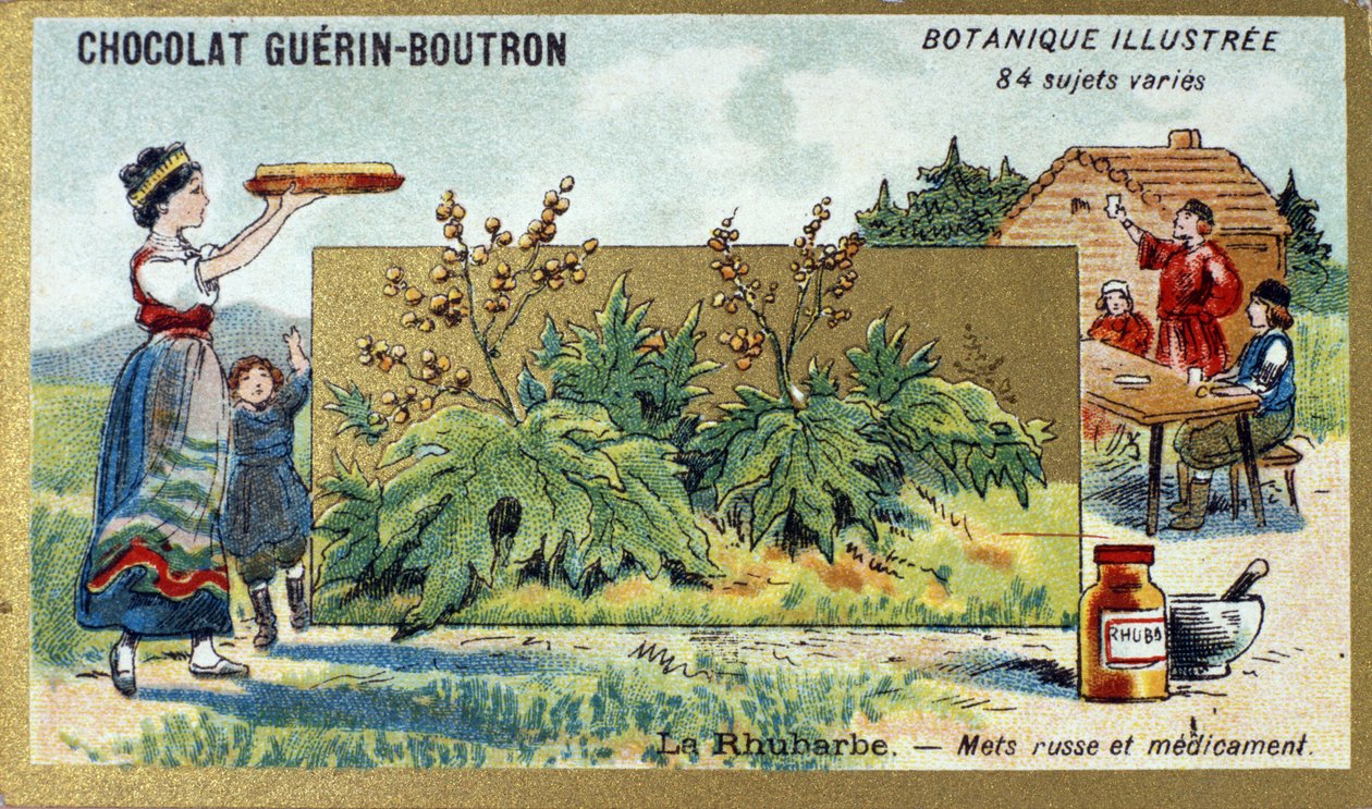 Ruibarbo: comida e medicamentos russos. Gravura (chromo). Cromolitografia publicitária para chocolates Guerin-Boutron, finais do século XIX. Ilustração da série Botanical. de Anonymous Anonymous