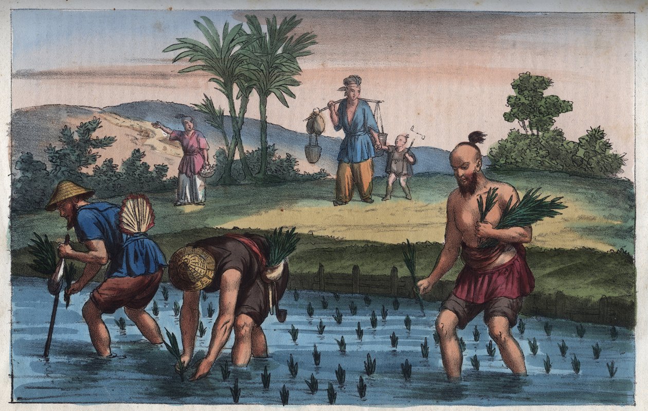 Plantação de arroz, porcelana (la rice) - gravura de "Usos e costumes de todos os povos do Universo". Ou História do Governo, Leis, Milícias, Religião de Todas as Nações desde os tempos mais remotos até ao dia de hoje" 1856 de Anonymous Anonymous