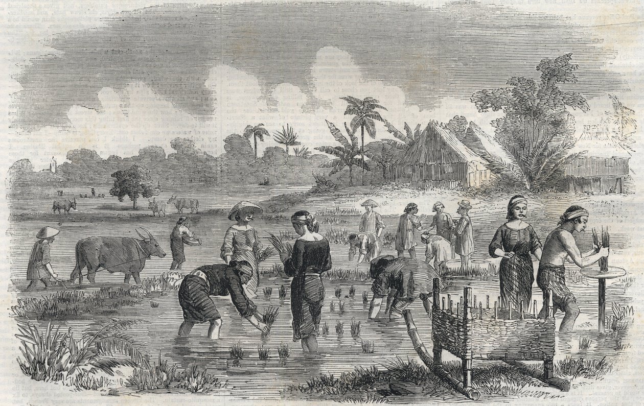 Cultivo do arroz em Manila (Manilla), nas Filipinas, em 1864. (Plantio de arroz em Manila) Gravura anónima. Colecção privada. de Anonymous Anonymous