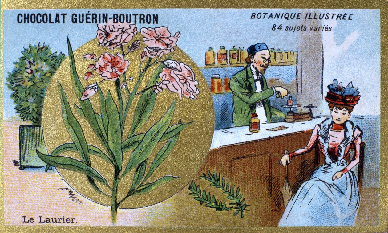 O loureiro. A gravura (cromo). Cromolitografia publicitária para os chocolates Guerin-Boutron, finais do século XIX. Série Botânica Illustree. de Anonymous Anonymous