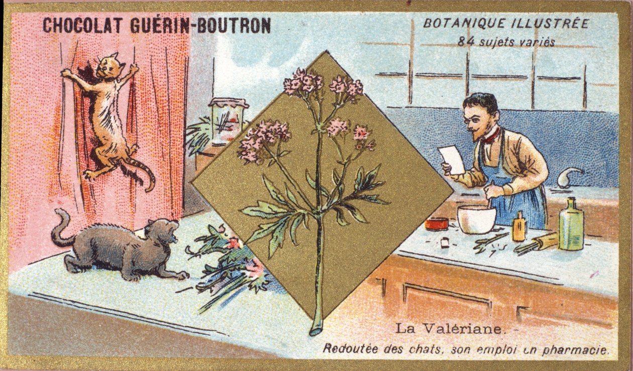 Valeriana: medo de gatos, o seu emprego na farmácia. Gravura (chromo). Cromolitografia publicitária para os chocolates Guerin-Boutron, finais do século XIX. Série Botânica Illustree. de Anonymous Anonymous