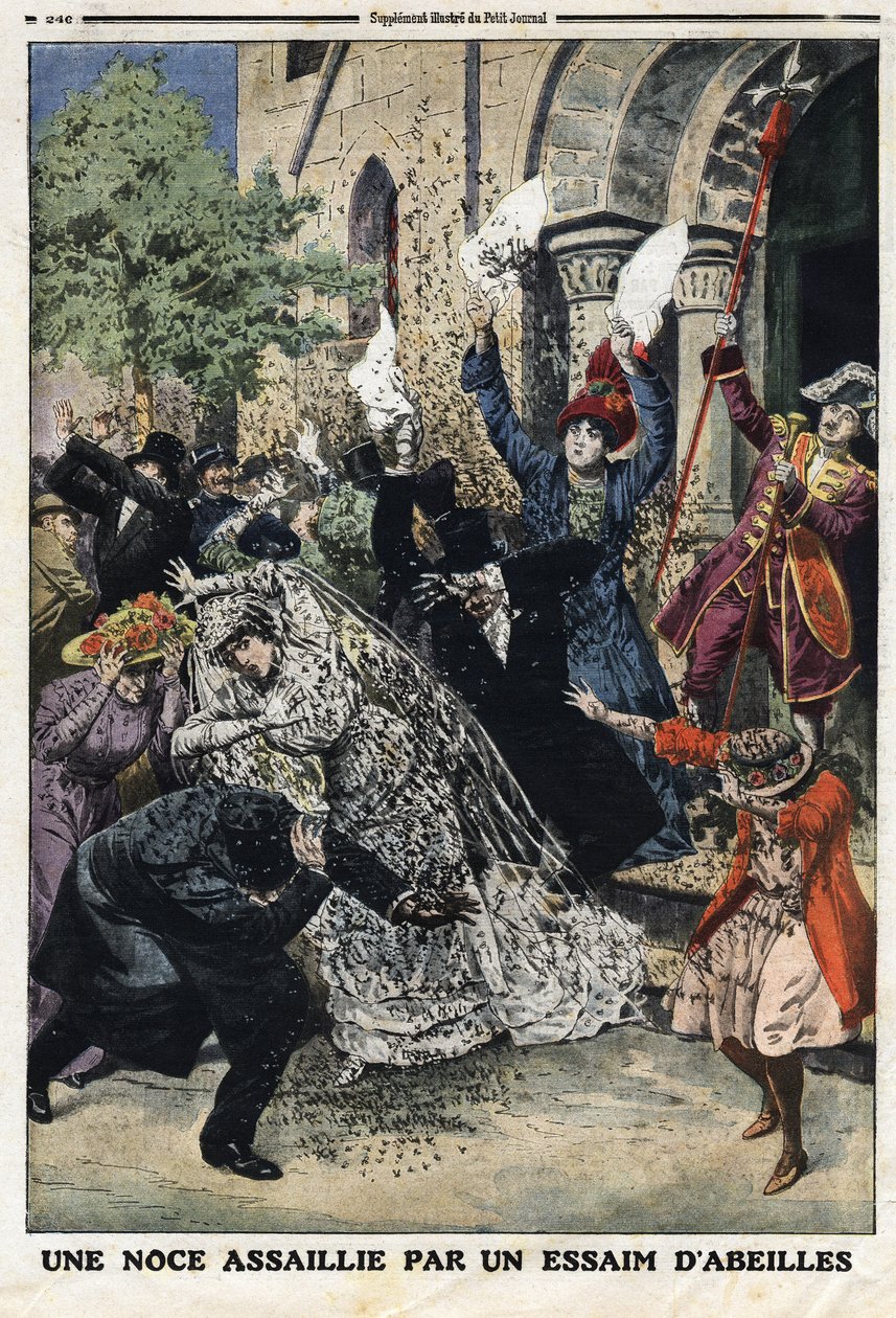 O casamento foi atacado por um enxame de abelhas. Gravação no "Le Petite Journal", em 28/07/1912. Colecção privada. de Anonymous Anonymous