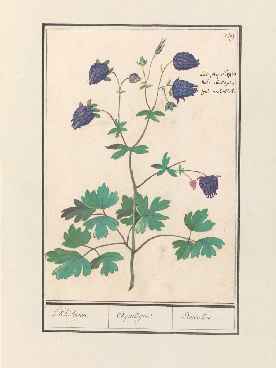 Akelei (Aquilegia) Akeleijen. / Aquilégia. / Aucolied (título no objeto) de Anselmus Boëtius de Boodt