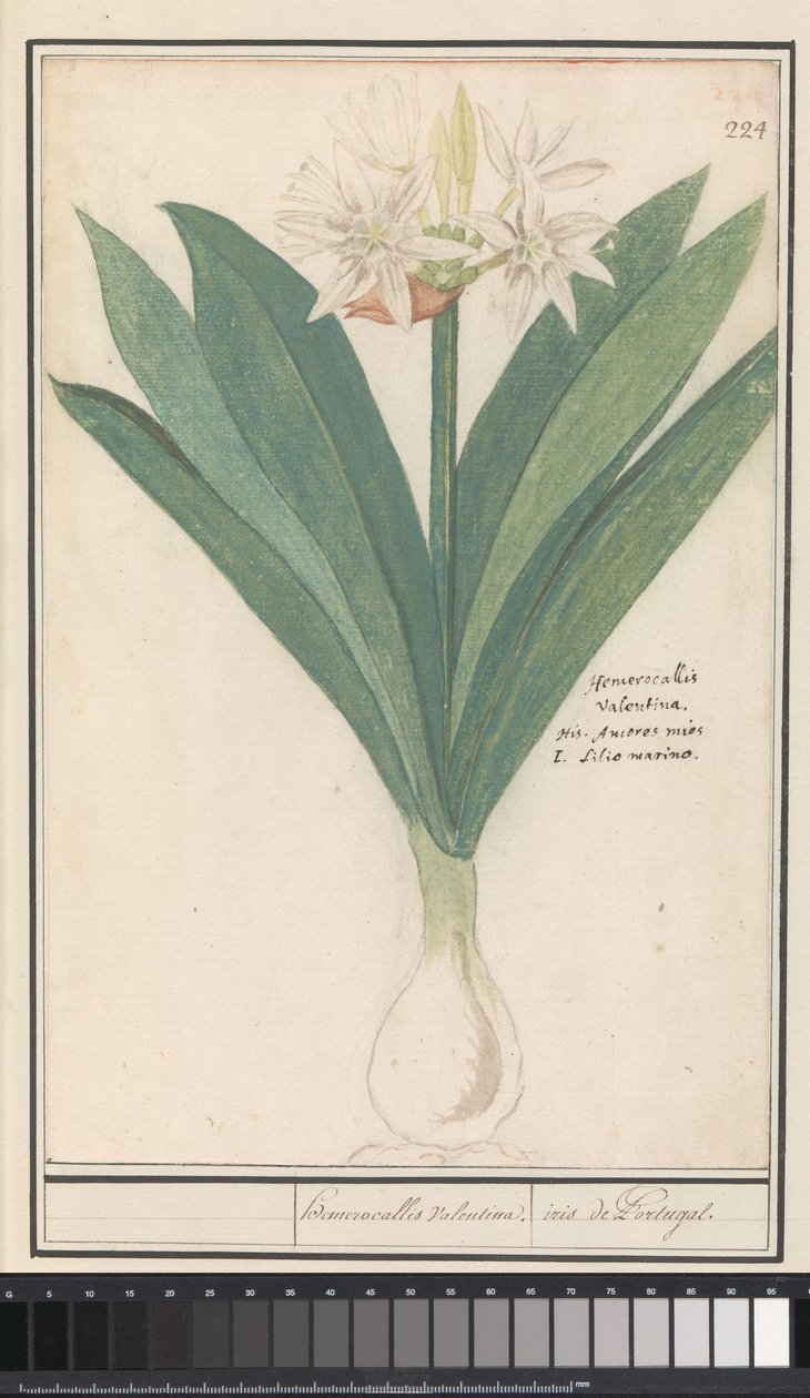 Amarílis (Hippeastrum) heromocallis Valentina / íris de Portugal (título no objeto) de Anselmus Boëtius de Boodt