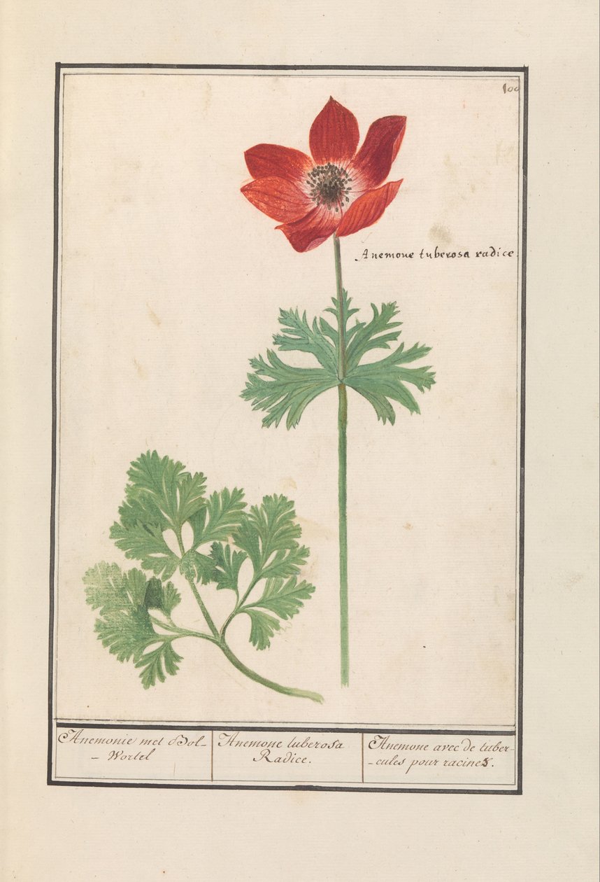 Anemoon (Anemone)
Anemonie met Bol-Wortel / Anemone tuberosa Radice. / Anémona com tubérculos de raiz (título sobre o objecto) de Anselmus Boëtius de Boodt