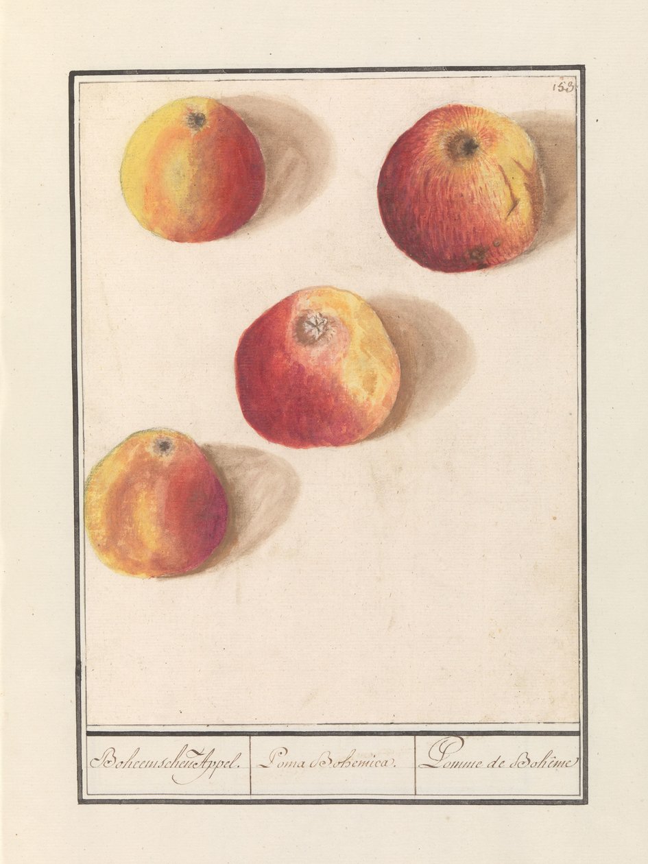 Maçã (Malus domestica) apelo boêmio. / Poma Bohemica. / Pomme de Bohême (título no objeto) de Anselmus Boëtius de Boodt