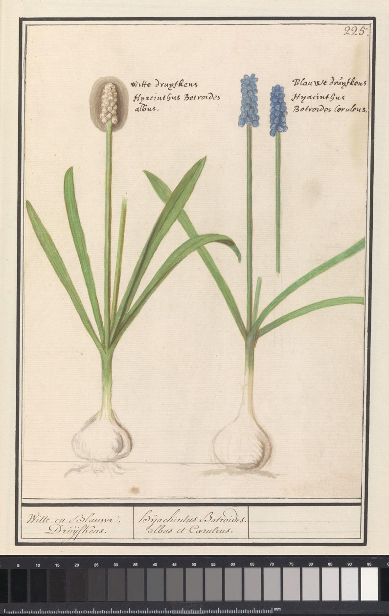 Jacintos de uva e jacintos de uva (Muscari botryoides) Druijfkens brancos e azuis. / Dhijachintus Boroides. albus et coeruleus (título no objeto) de Anselmus Boëtius de Boodt