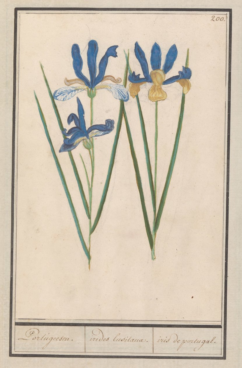 Blauwe lis (Iris sibirica)
Portugeesen. / irides lusitanae. / iris portugal. (título sobre o objecto) de Anselmus Boëtius de Boodt