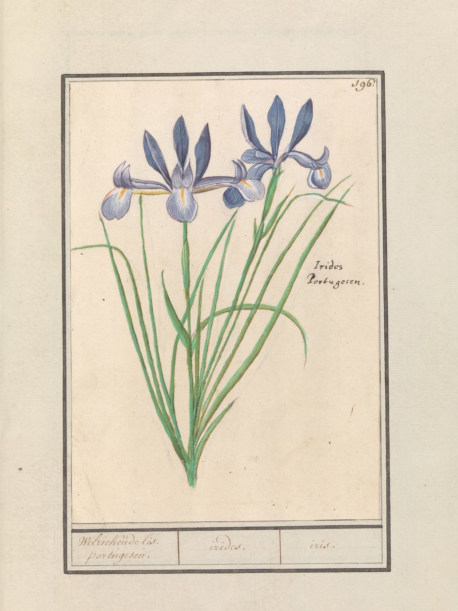 Íris azul (Iris sibirica) Orris de cheiro doce. Português. / íris. / íris. (título no objeto) de Anselmus Boëtius de Boodt