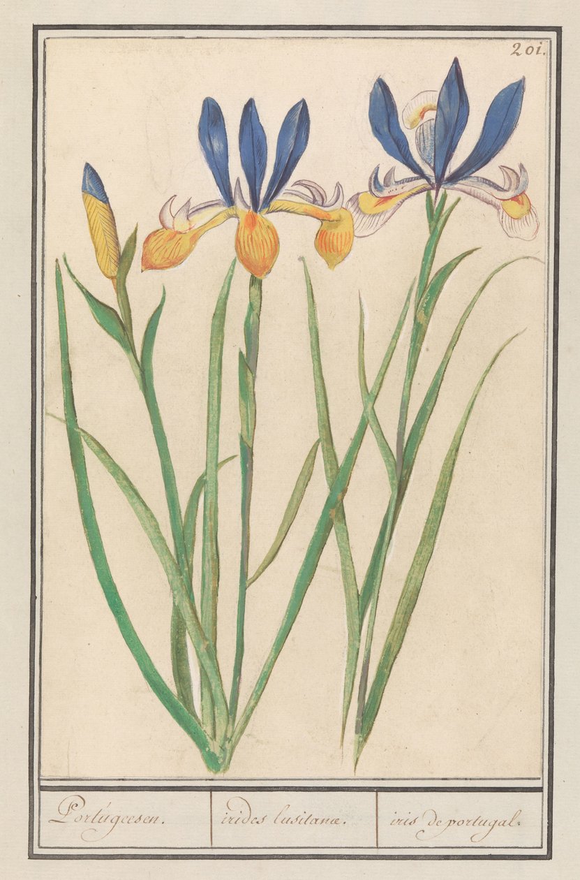 Lis azul-amarelo (Iris sibirica)
Português. / irides lusitanae. / iris de portugal. (título sobre o objecto) de Anselmus Boëtius de Boodt
