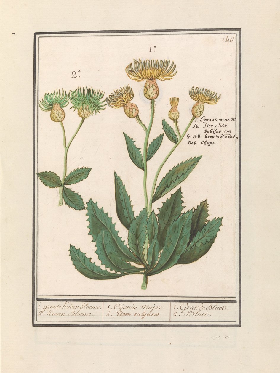 Centauri (Centaurea) 1. centáurea grande. 2. Korn Bloeme. / 1. Cijanus Major / 2. idem vulgaris. / 1. Grande azul. / 2. Azul. (título no objeto) de Anselmus Boëtius de Boodt