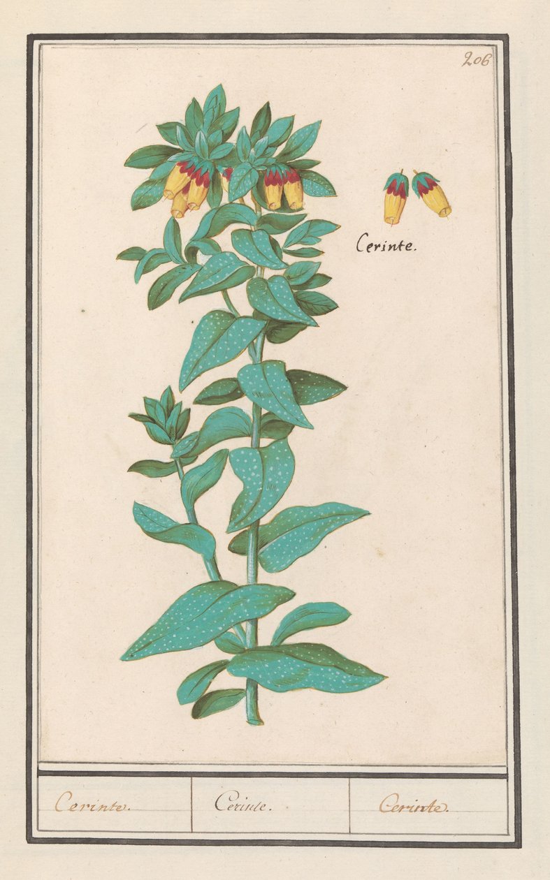 Cerinthe (Cerinthe major) Requisitos. / Requisitos. / Requisitos. (título no objeto) de Anselmus Boëtius de Boodt