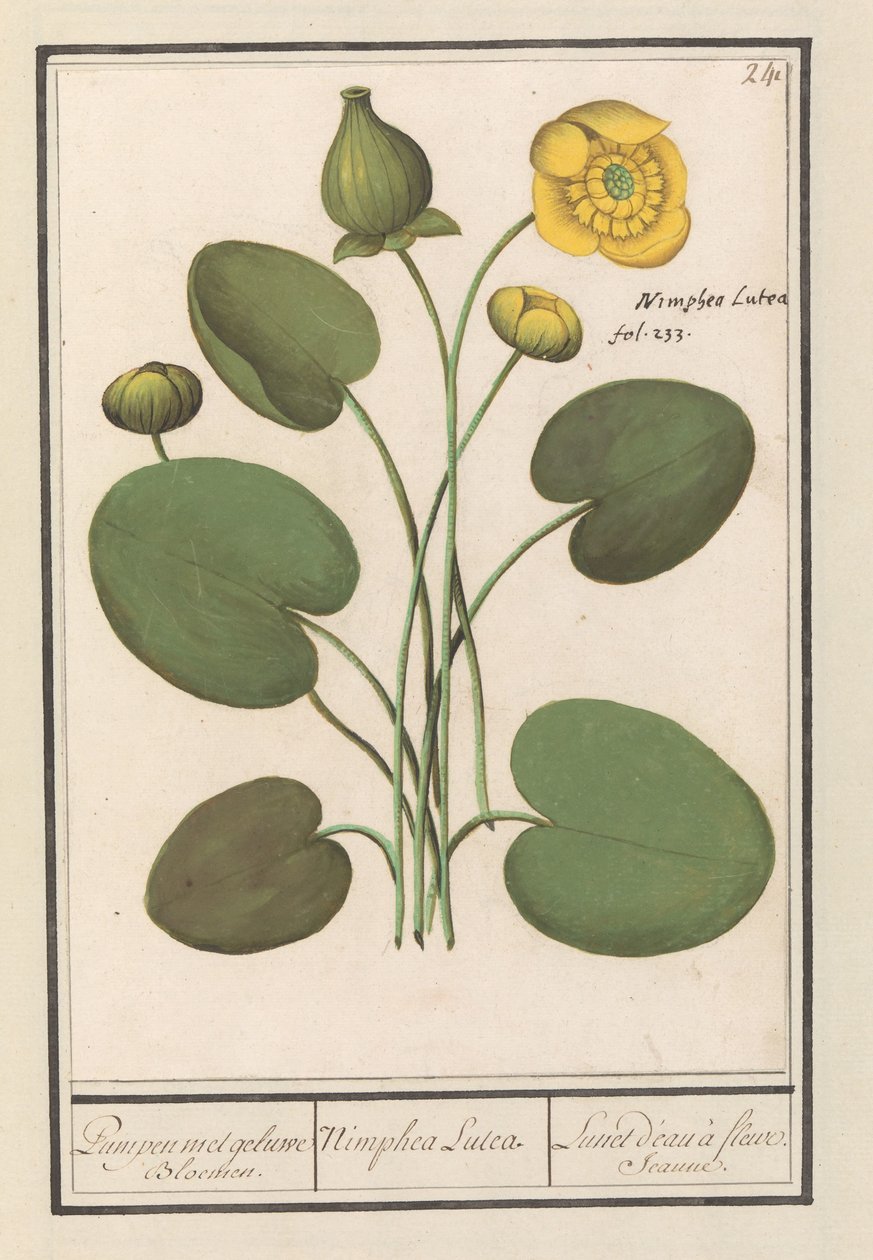 Disquete amarelo (Nuphar lutea) Bombas com flores amarelas. / Nimphea Lutea. / Lunet d