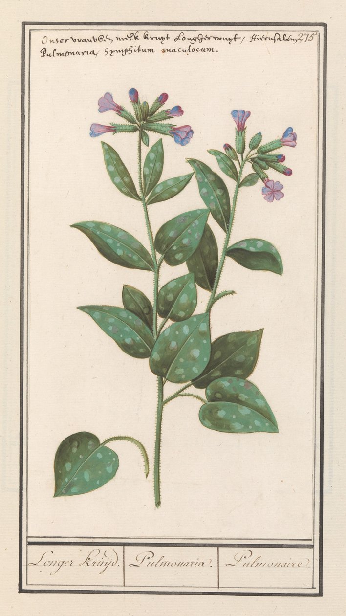 Pulmonária malhada (Pulmonaria officinalis) Especiaria mais longa. / Pulmonária. / Pulmonar. (título no objeto) de Anselmus Boëtius de Boodt