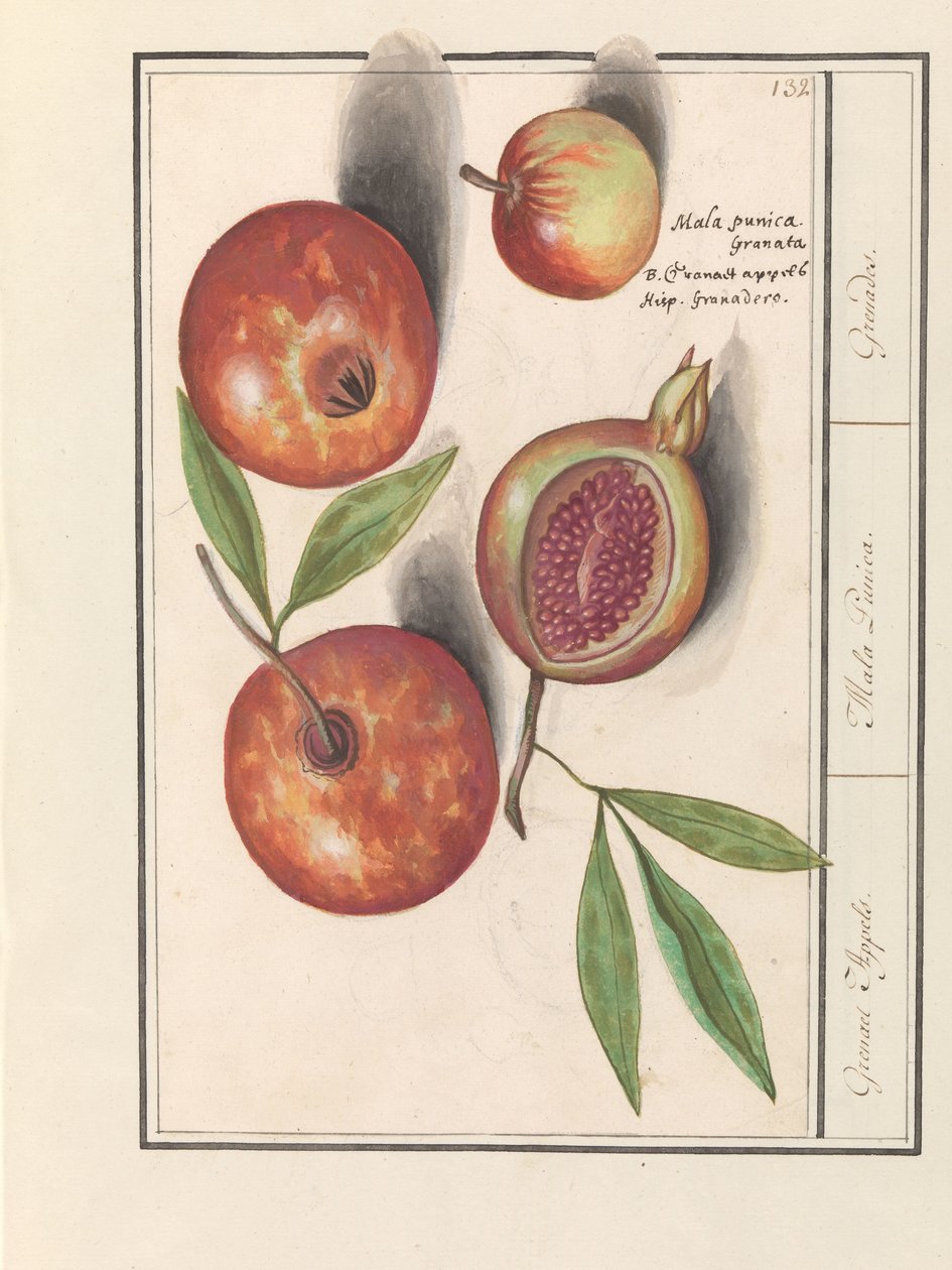 Romã (Punica granatum)
Maçãs Grenaert. / Mala Punica. / Granadas. (título sobre o objecto) de Anselmus Boëtius de Boodt