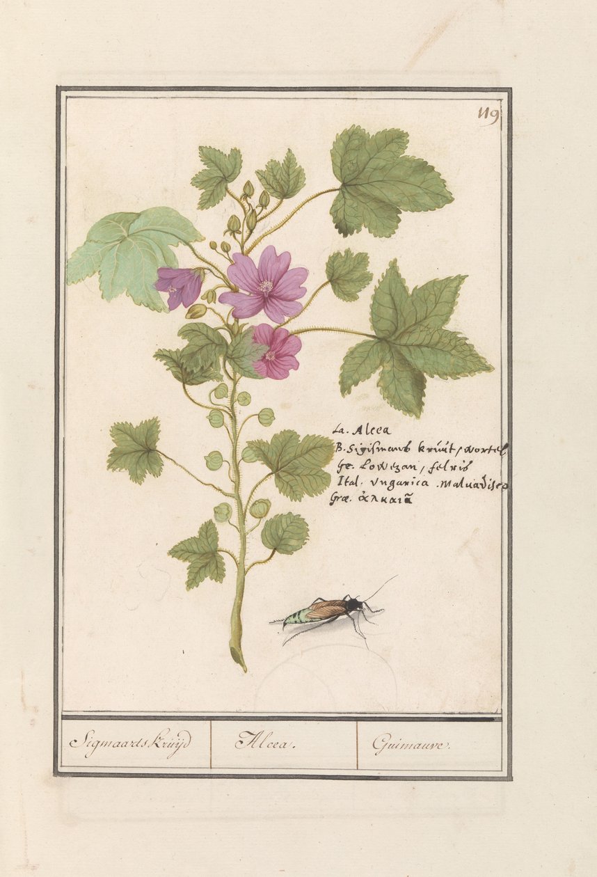 Maleva sylvestris (Malva sylvestris)
Erva Sigmaards / Alcea. / Guimauvre. (título sobre o objecto) de Anselmus Boëtius de Boodt