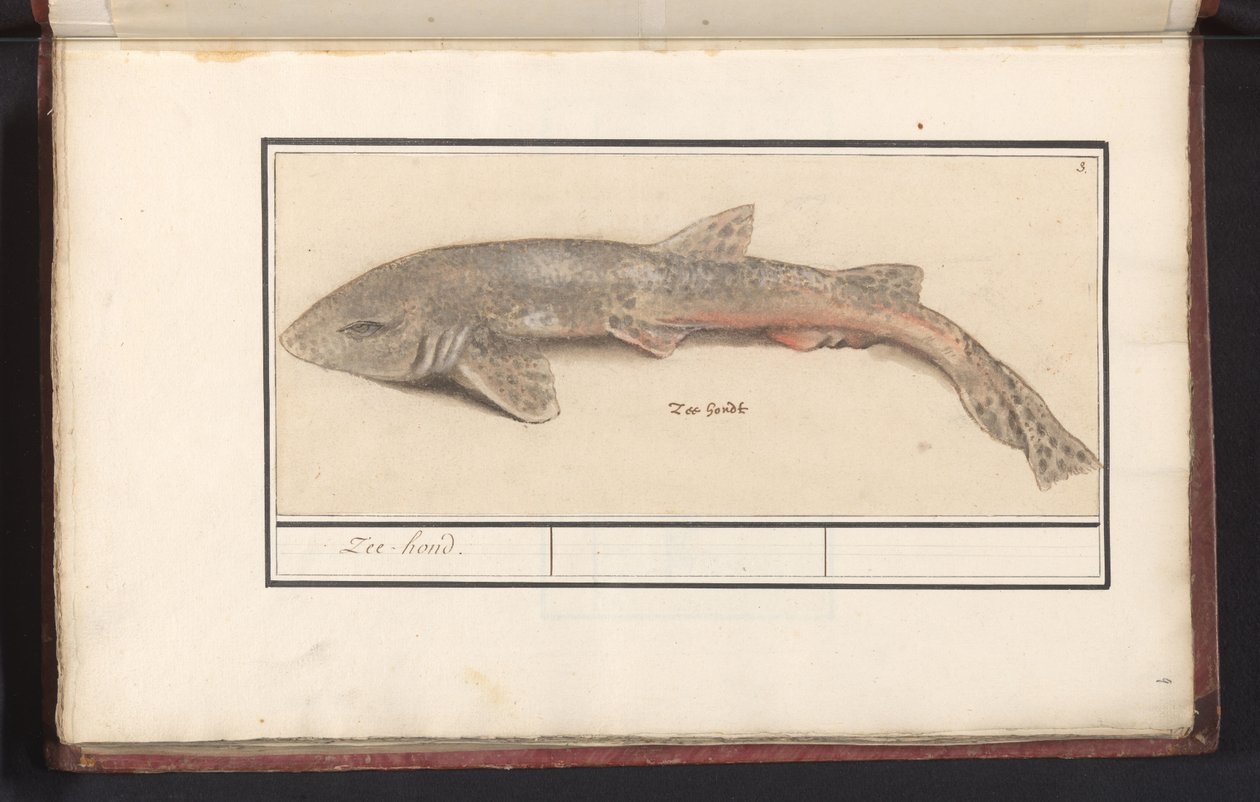 Cação (Scyliorhinus canicula) Sea Hound (título no objeto) de Anselmus Boëtius de Boodt