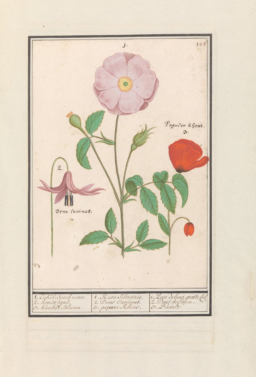 Estante de cão (Erythronium), rosa selvagem (Rosa) e uma papoila (Papaver)
1. A Bosch só se levantou. 2. banca de cães. 3. Kankel Bloeme. / 1. Rosa Silvestris. 2. Dens Canisus 3. Poppy Rheas. / 1. Rose de bois gratte cul 2. Dent de Chien. 3. Pavot. (títul de Anselmus Boëtius de Boodt