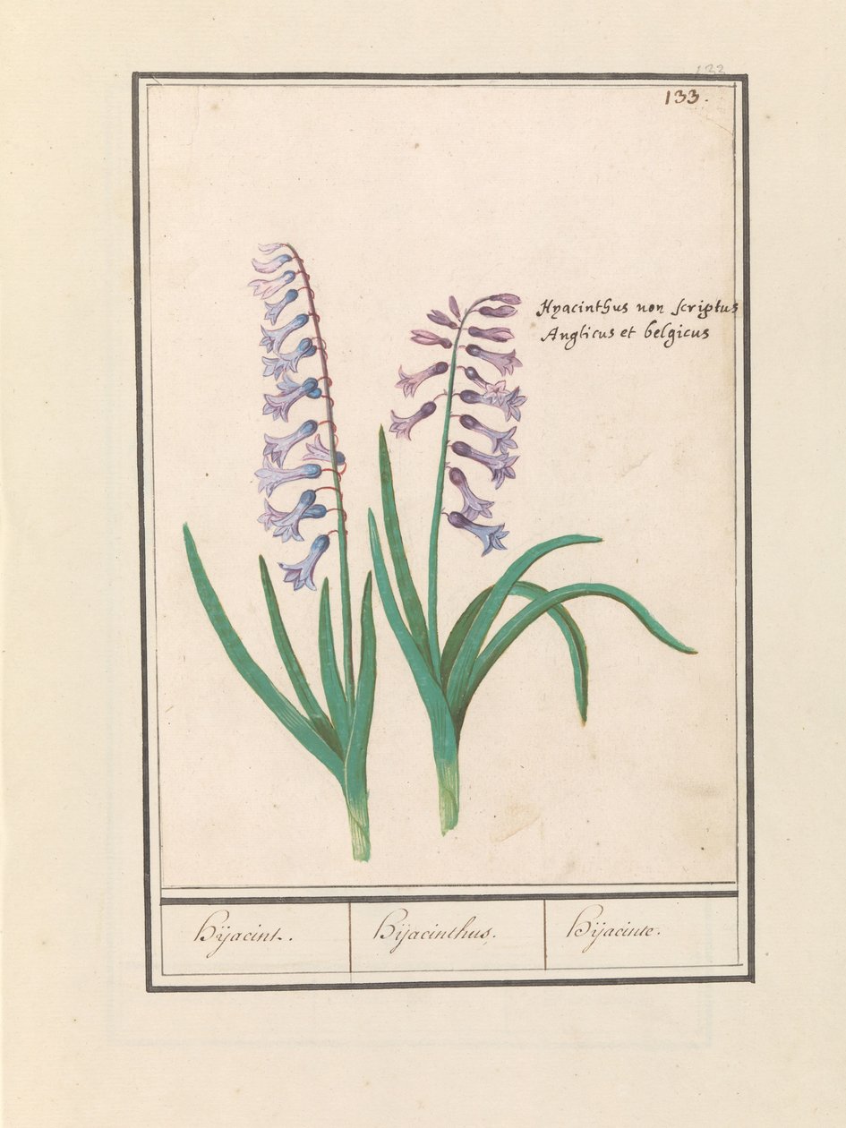 Hyacint (Hyacinthus orientalis)
Hijacint. / Hijacinthus. / Hijacinte. (título sobre o objecto) de Anselmus Boëtius de Boodt