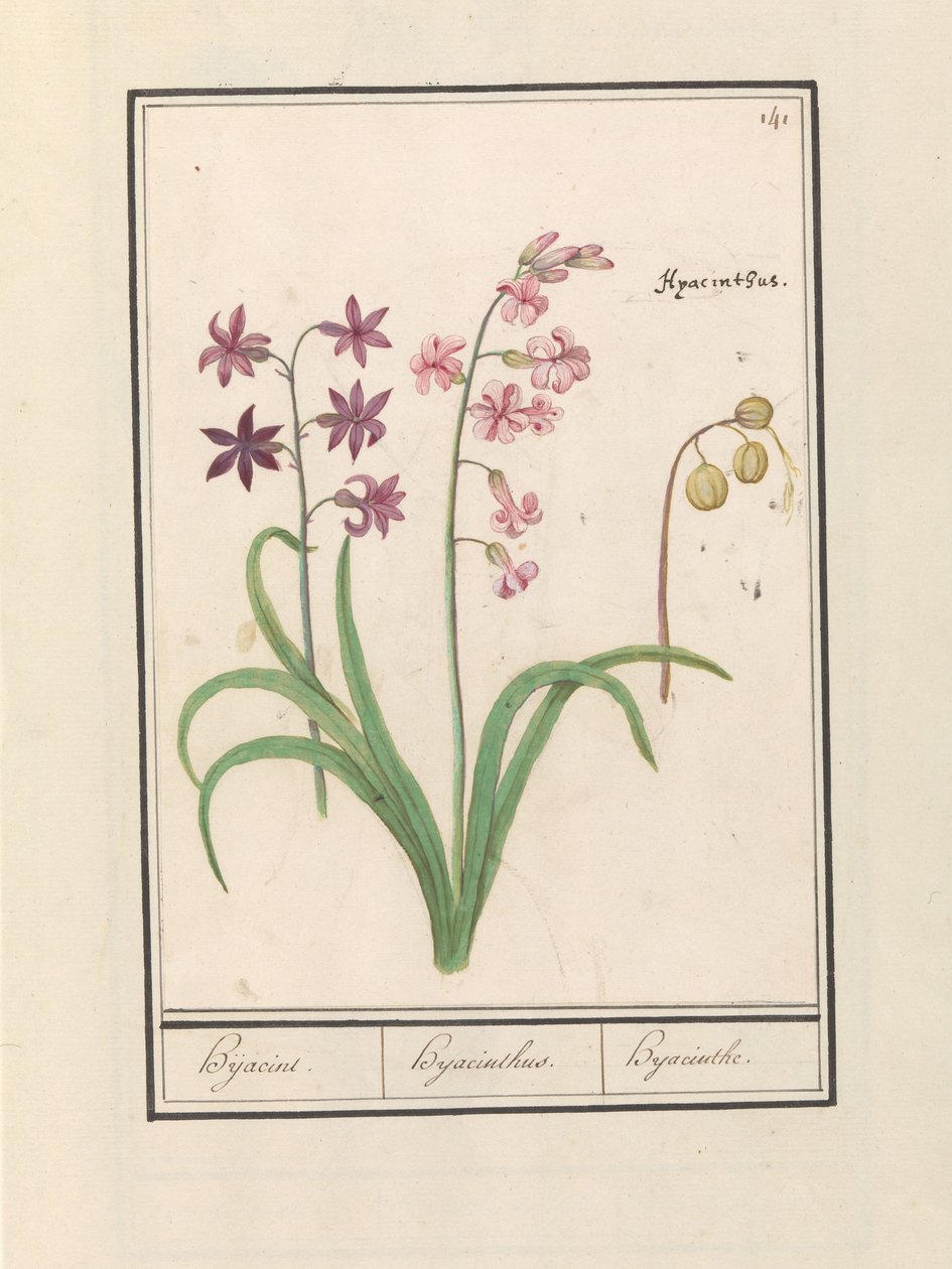 Hyacint (Hyacinthus orientalis)
Hijacint. / Hijacinthus. / Hijacinto. (título sobre o objecto) de Anselmus Boëtius de Boodt