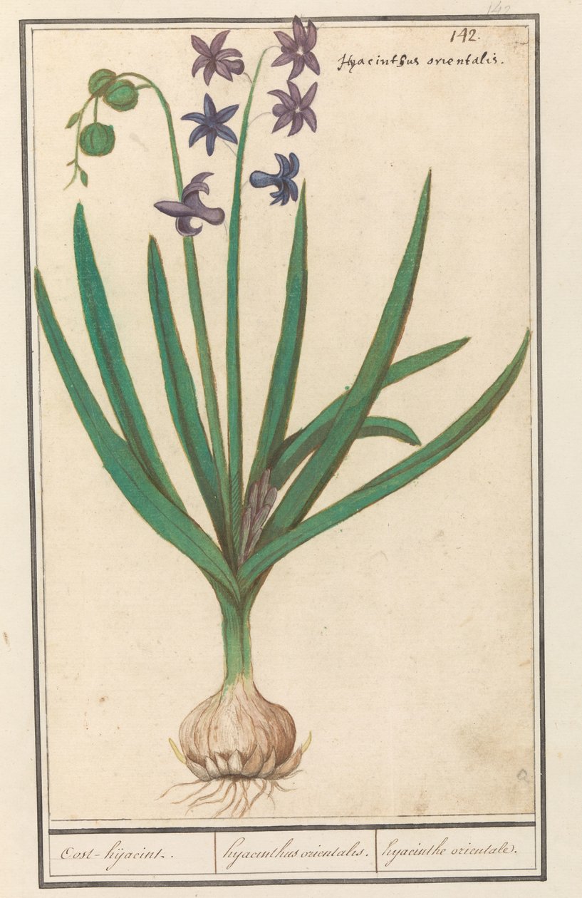 Hyacint (Hyacinthus orientalis)
Oost-hijacint. / Hyacinthus orientalis. / hyacinthe orientale (título sobre o objecto) de Anselmus Boëtius de Boodt