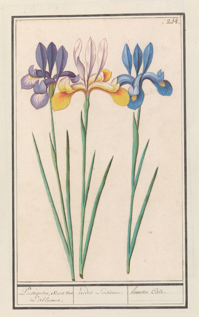 Íris (Iris siberica) Portugueses, como van Lisbloemen. / íris Lusitanae. / hemero Cale. (título no objeto) de Anselmus Boëtius de Boodt