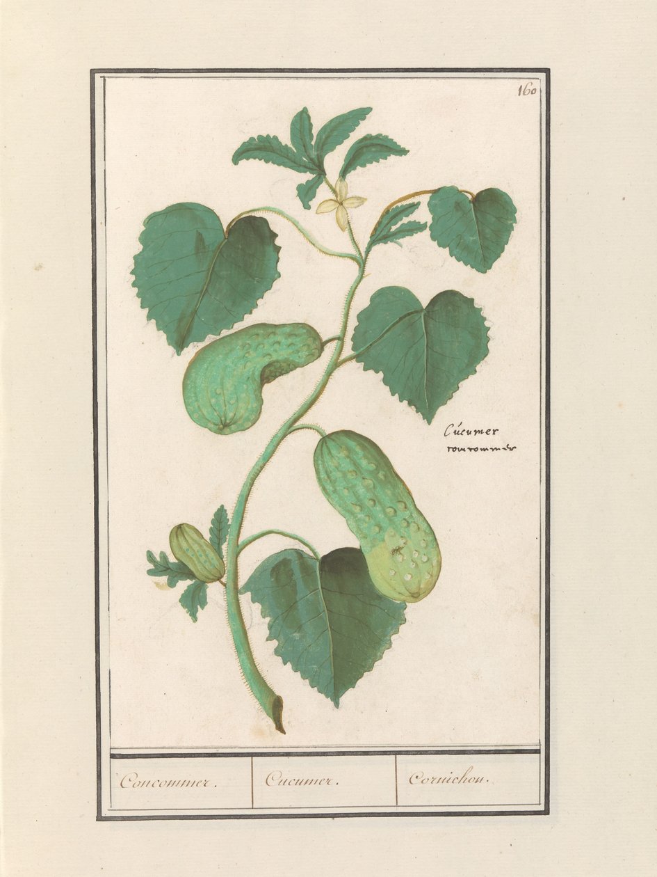 Komkommer (Cucumis sativus)
Concommerce. / Cucummer. / Cornichon. (título sobre o objecto) de Anselmus Boëtius de Boodt