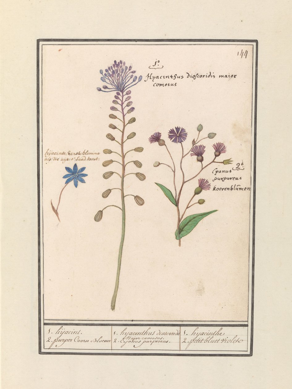 Kuifhyacint (Muscari comosum) e korenbloem (Centaurie) 1. sequestrar 2. roxo Coorn Bloeme / 1. dioscórides jacinto. Um belo prefeito. 2. Púrpura de Cajanus. / 1. jacinto 2. petit bluet violeta (título no objeto) de Anselmus Boëtius de Boodt