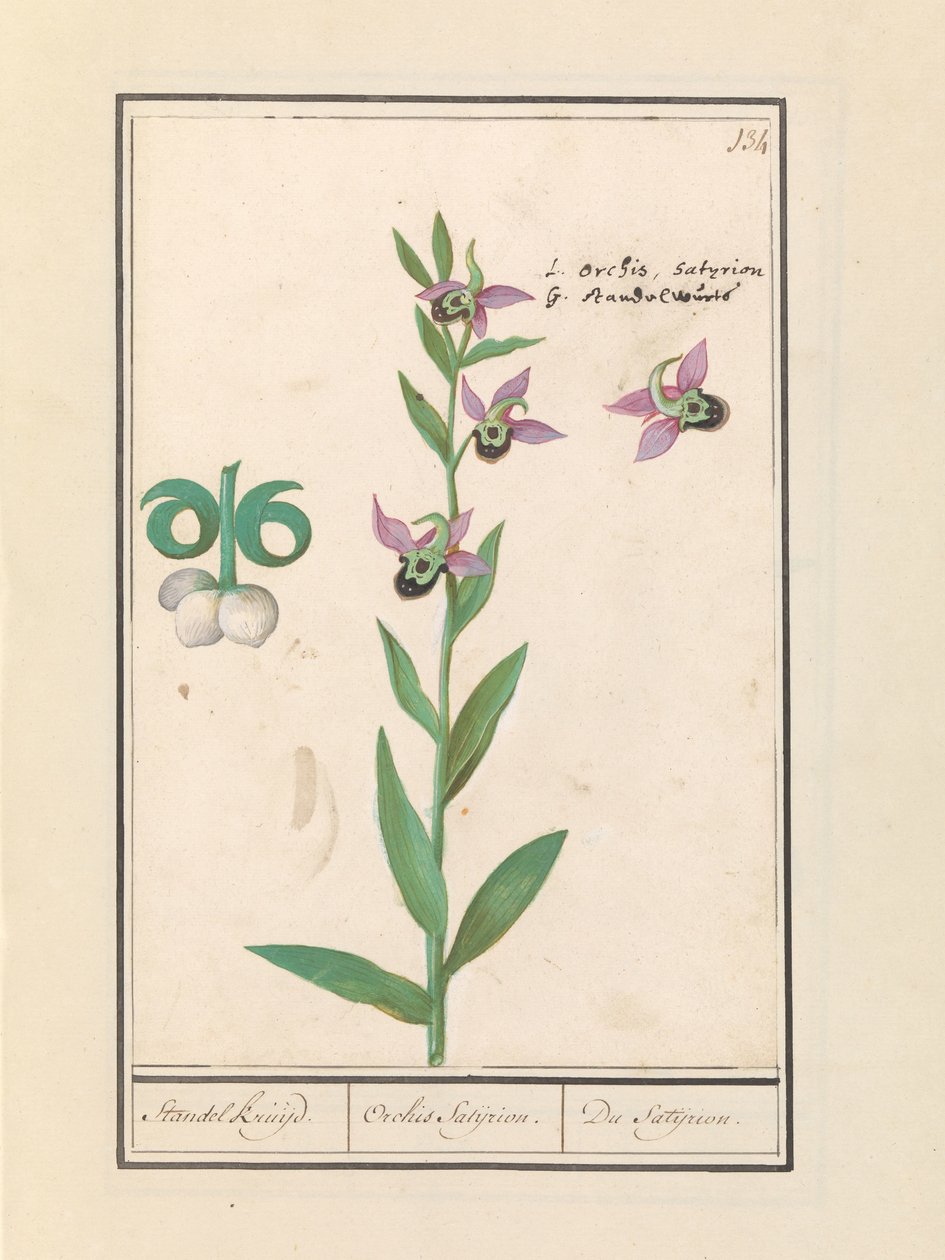 Orquídea Abelha Risonha (Ophrys bombyliflora) e anémona (Anemone) | Orquídea Abelha Risonha (Ophrys bombyliflora)
Orquídea Abelha Risonha (Ophrys bombyliflora) de Anselmus Boëtius de Boodt