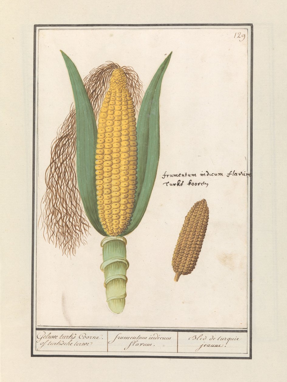 Milho (Zea mays) Geluwe turcos Coorne. de turksche terwe / milho indiano amarelo / Bled de turquie jeaune (título no objeto) de Anselmus Boëtius de Boodt