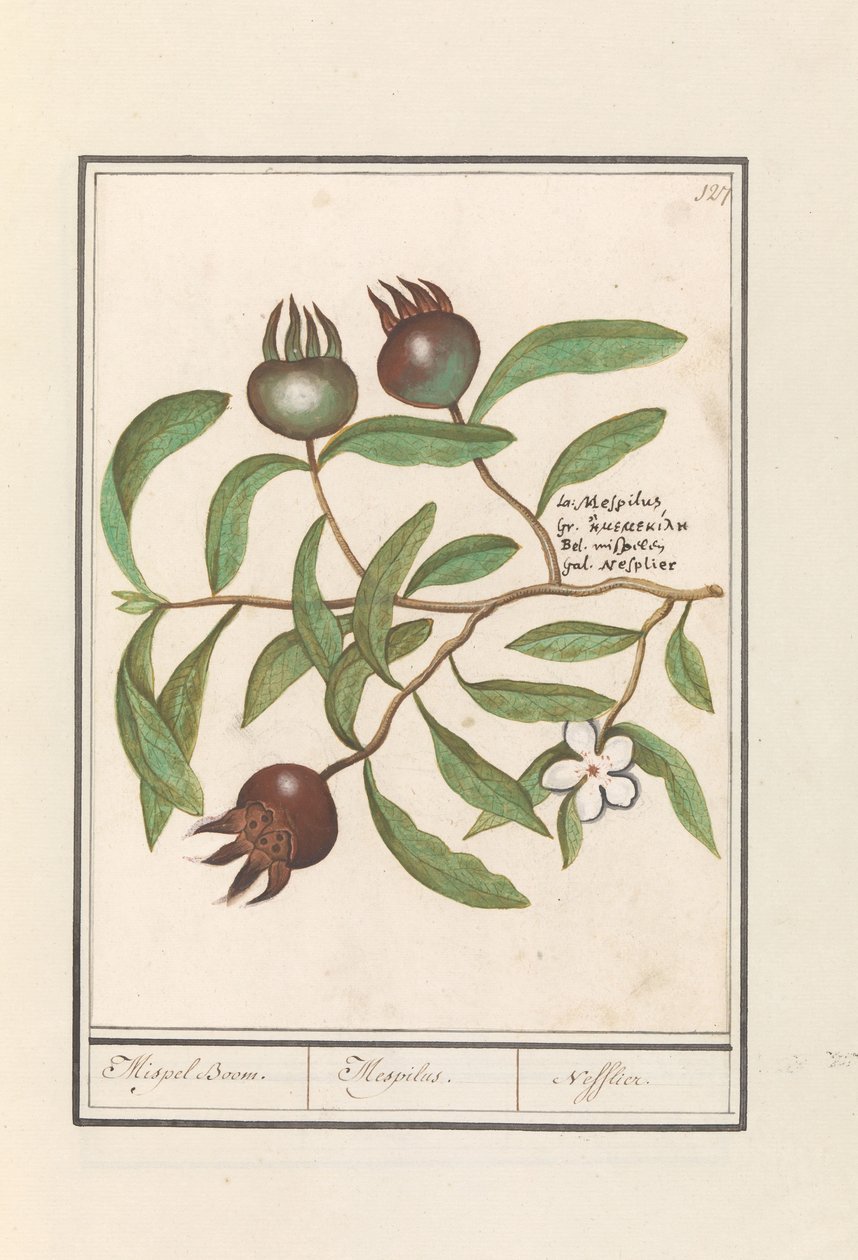 Medlar (Mespilus germanica)
Árvore Medlar. / Mespilus. / Nefflier (título sobre o objecto) de Anselmus Boëtius de Boodt