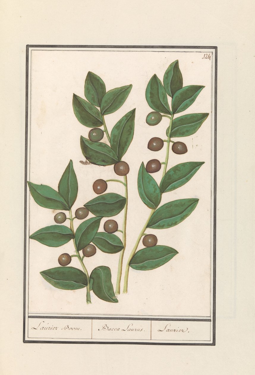 Oliveira (Olea europaea)
Laurissilva. / Bacca Laurus. / Laurel (título sobre o objecto) de Anselmus Boëtius de Boodt