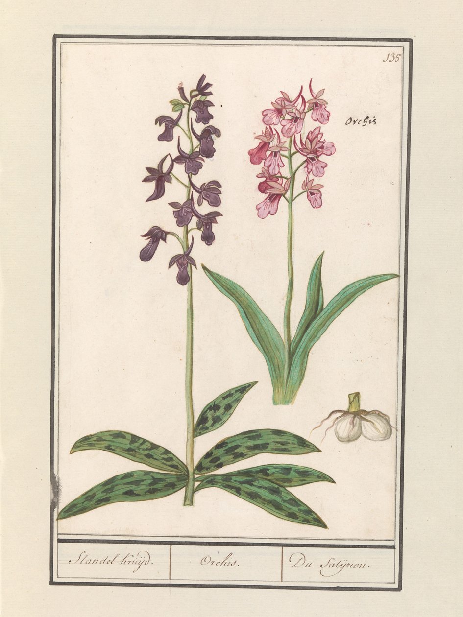 Orquídea (Orchidaceae)
Standel Kruijd. / Orchis. / Du Satijrion. (título sobre o objecto) de Anselmus Boëtius de Boodt