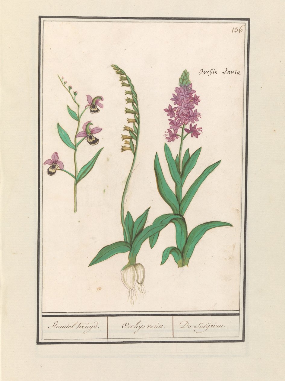 Orchididae (Orchidaceae) Stendhal cruzou. / Volta de Orqueu. / du satijrion. (Total no objeto) de Anselmus Boëtius de Boodt