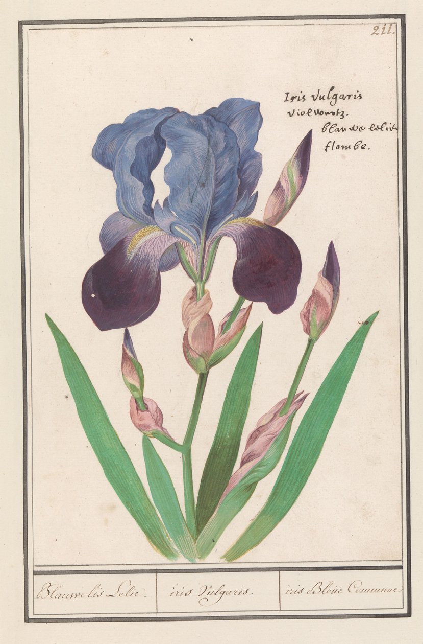 Íris púrpura (Iris germanica)
Lírio de íris azul. / iris Vulgaris. / iris Blue Commune (título sobre o objecto) de Anselmus Boëtius de Boodt