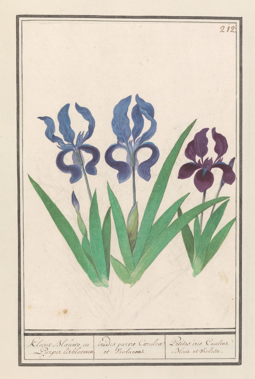 Íris parse (Iris germanica) Kleene Blauwe en Puper lisbloemen / pequenos arco-íris roxos e violetas. / Petites irises Couleur Bleue et Violette (título no objeto) de Anselmus Boëtius de Boodt