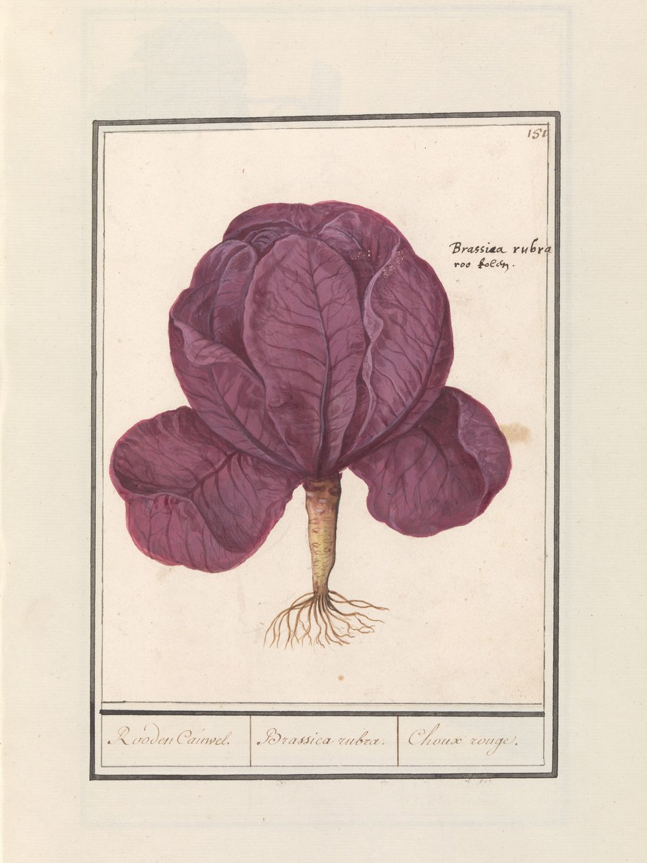 Couve de cevada (Brassica oleracea convar. capitata var. rubra)
Rooden Cauwel. / Brassica rubra. / Choux rouge (título sobre o objecto) de Anselmus Boëtius de Boodt