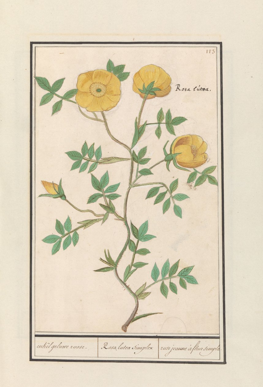 Rosa (Rosa) única rosa amarela. / Rosa lutea simplex / rose jeaune à fleur simple (título no objeto) de Anselmus Boëtius de Boodt